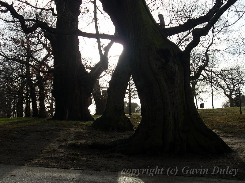 Dancing winter trees, Greenwich Park DSCN0907.JPG -           